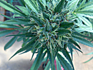 Medical Marijuana oregon