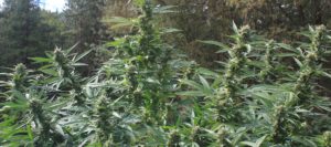 Oregon cannabis